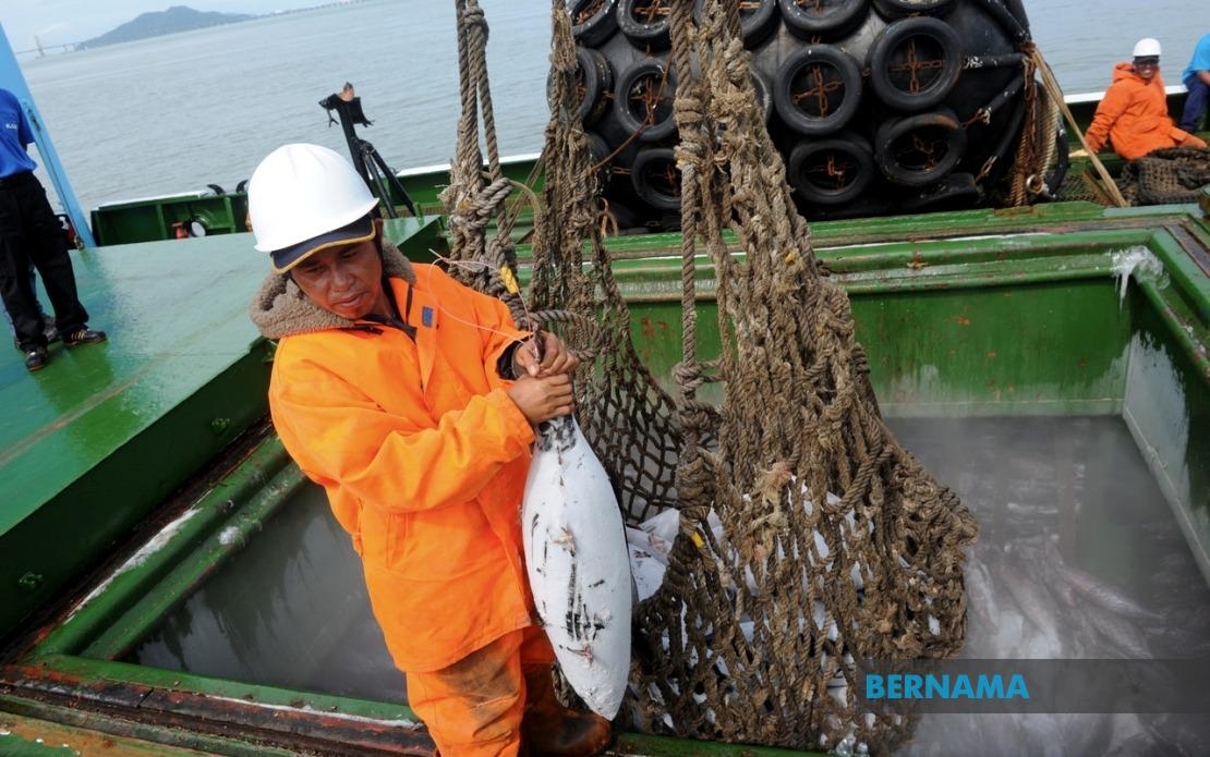 Penang Tuna Landing Industry Surges Sharply In 2024