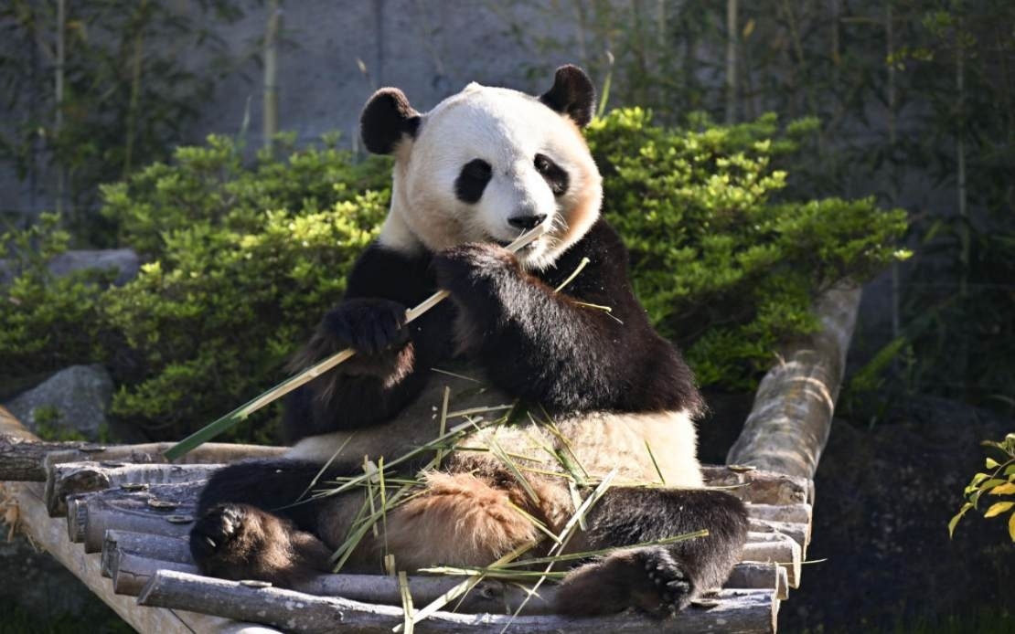 Four Pandas To Return To China From Japan Zoo In June
