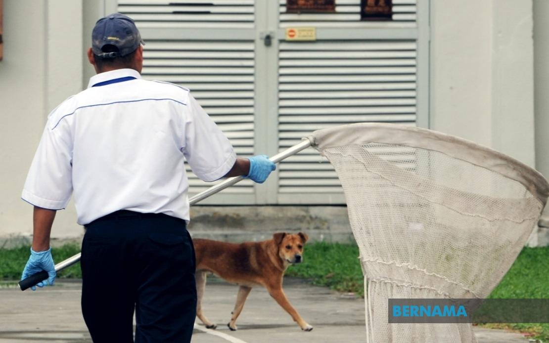 Langkawi Steps Up Stray Dog Control Ahead Of LIMA'25