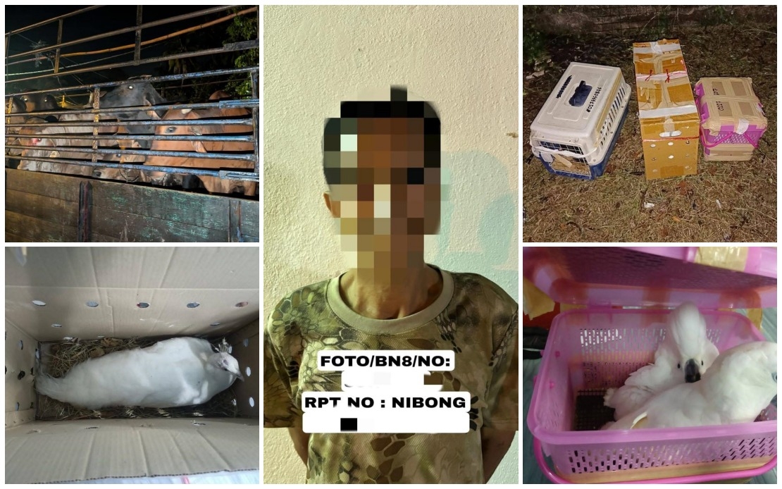 GOF Thwarts Border Smuggling Of cattle, Exotic Birds