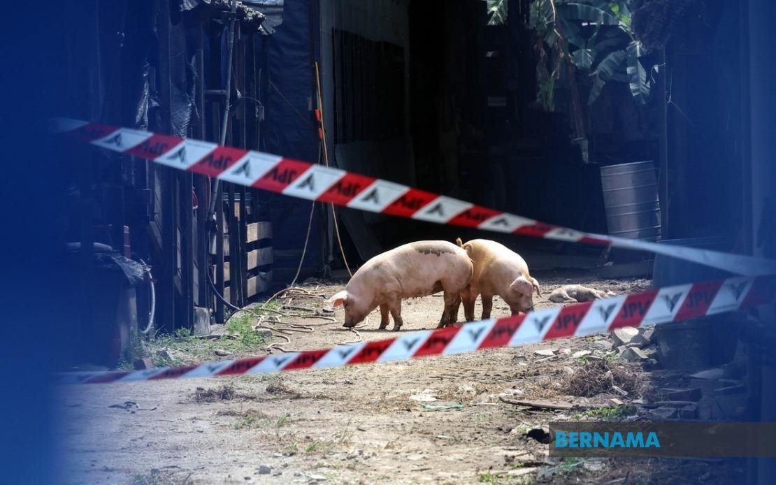 Penang JPV Takes Pig Samples To Detect ASF
