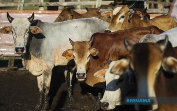 Supply Of Cattle For Addiadha Expected To Be Sufficient