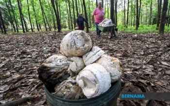 IPG Benefits 239,053 Rubber Smallholders, With RM523.4 Mln Total Payout