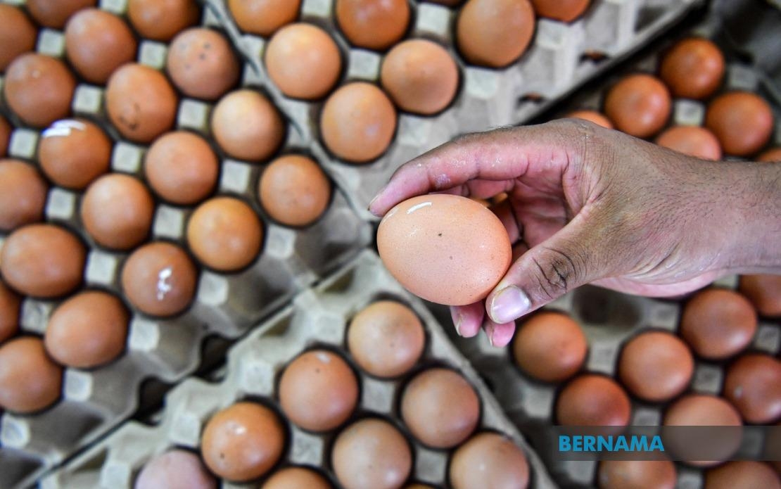 Egg Subsidy: Consumer Groups Urge Strict Monitoring By Authorities