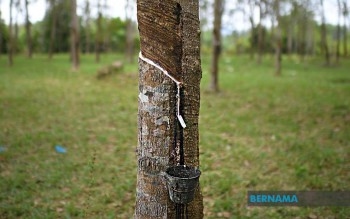 Rubber Market Close Lower On Weaker US Economic Data, Mixed Futures Market