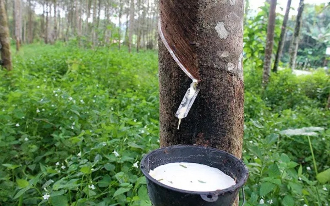 Rubber Market Reverses Gains, Tracks Regional Losses