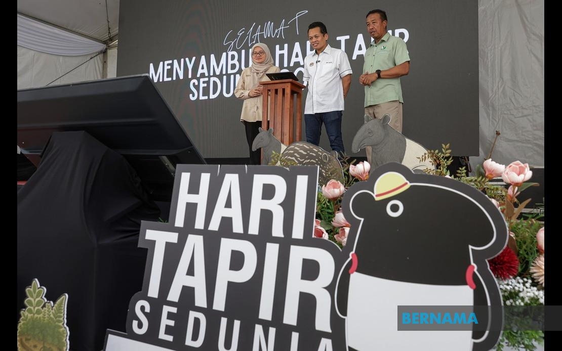 112 Malayan Tapirs Killed In Road Accidents From 2020 To 2024