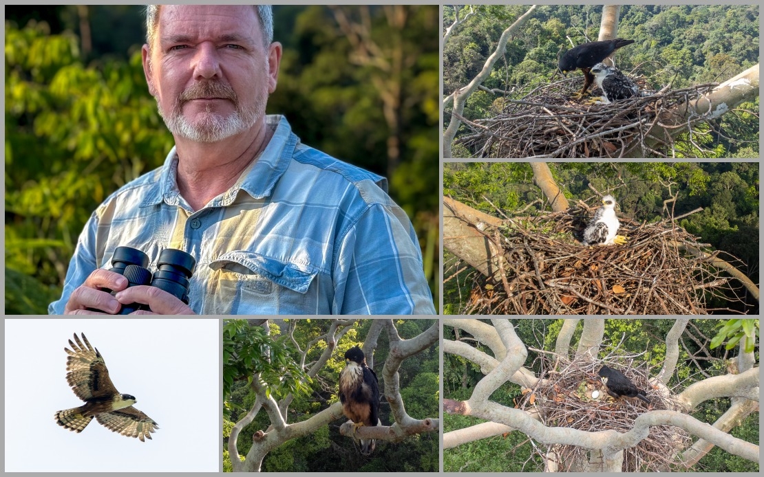 UniSZA Researcher Discovers Nest Of Red-Bellied Eagle