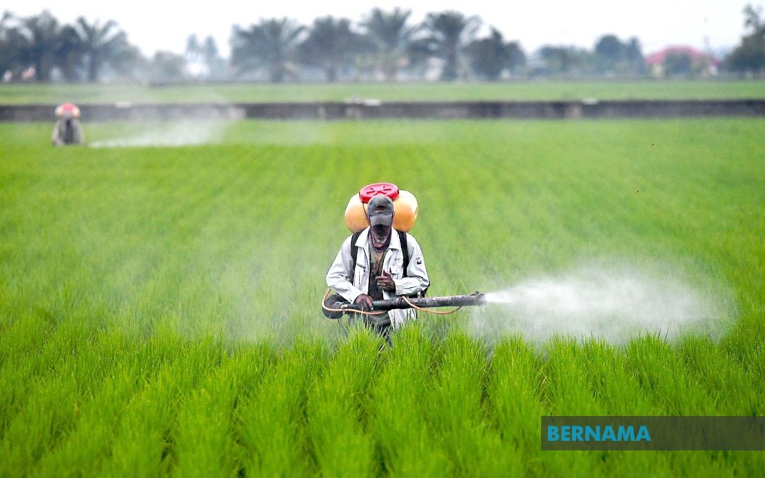 Infrastructure Work For Five-season Paddy Planting Programme Begins Ahead Of Schedule