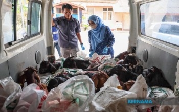 Terengganu JPV Seizes 28 Smuggled Goats Ahead Of Aidiladha