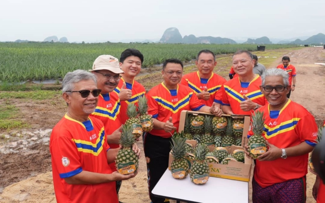 Agrobank's iTEKAD Empowers Agropreneurs Through MD2 Pineapple Farming