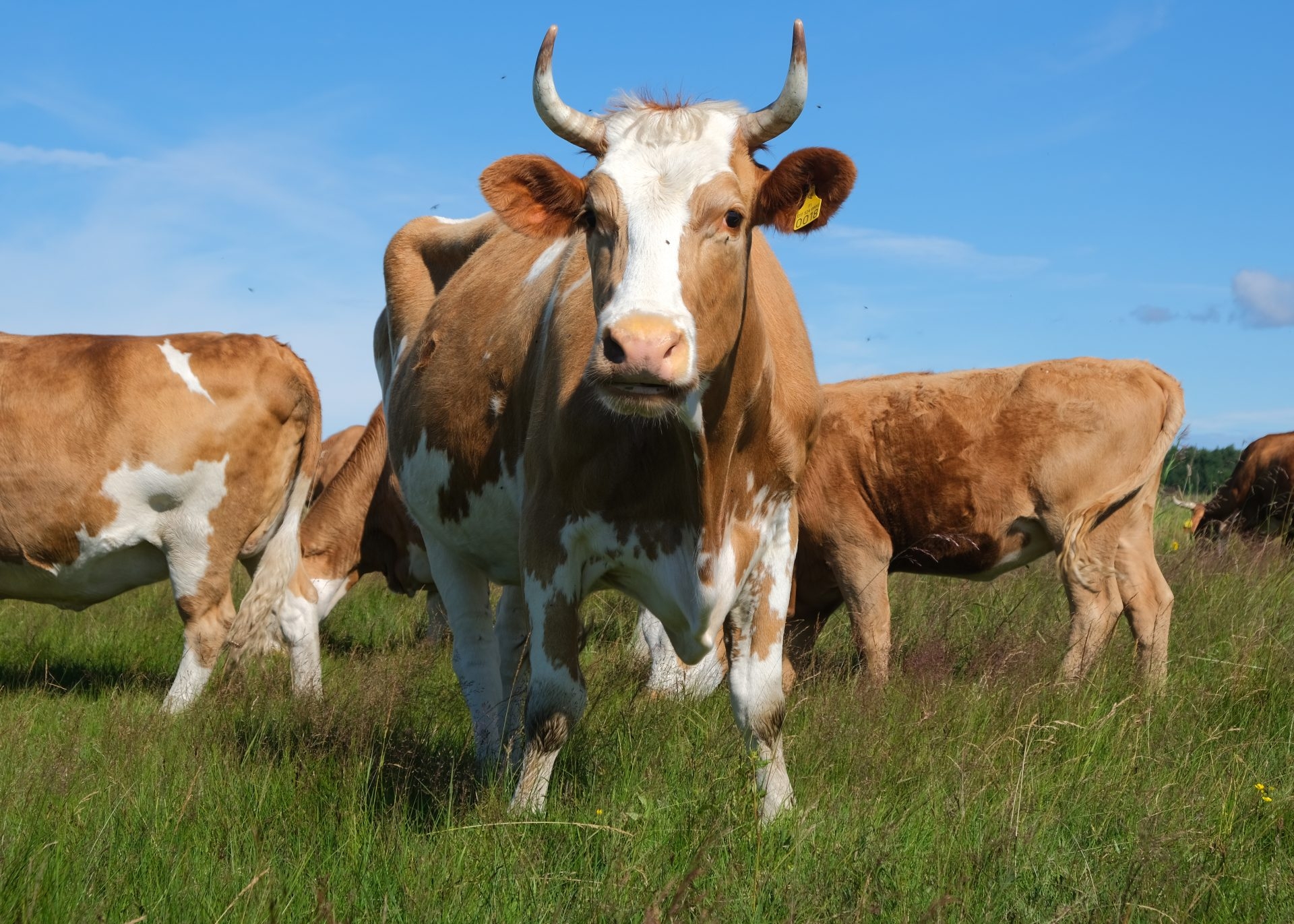 Nagy: Measures to contain the spread of foot-and-mouth disease are working