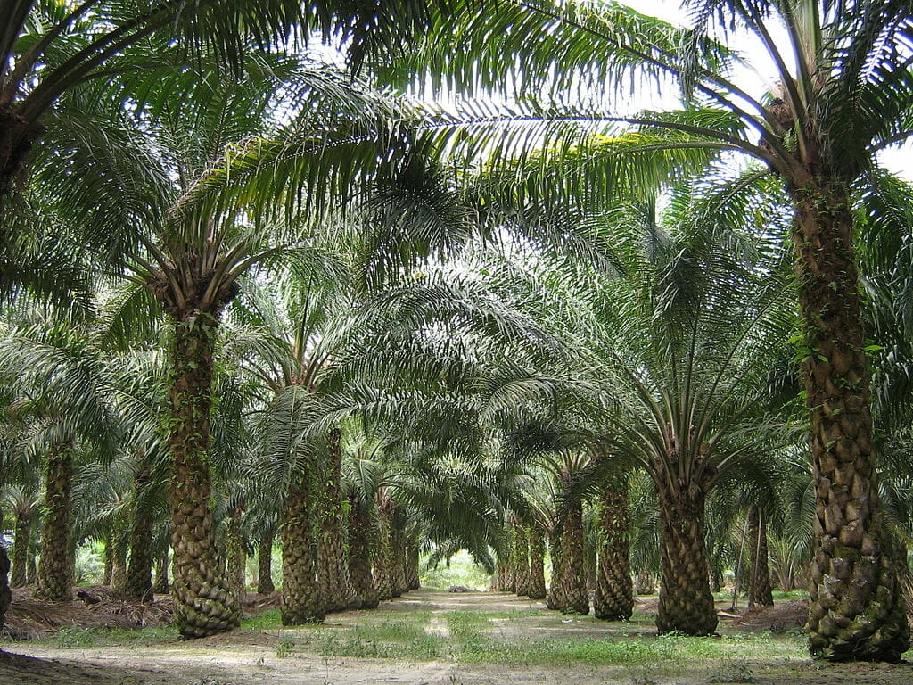 CPO Price Should Hold At RM3,900, Production Concerns However Remain
