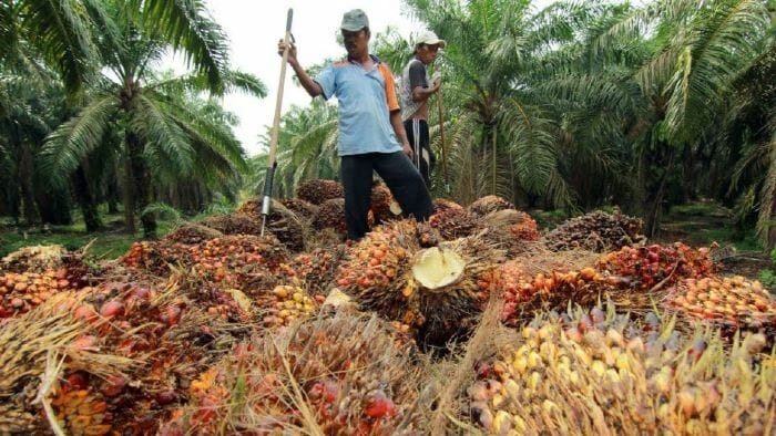 Malaysia Eyes Deeper Palm Oil Trade Ties With China In Strategic Trade Mission