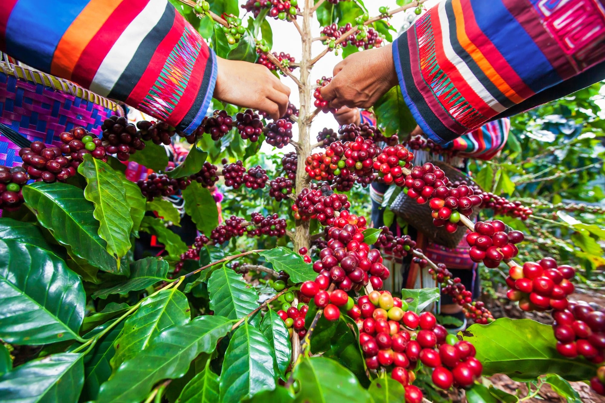 Vietnam To Boost Processed Coffee Exports To US$6 Billion by 2030