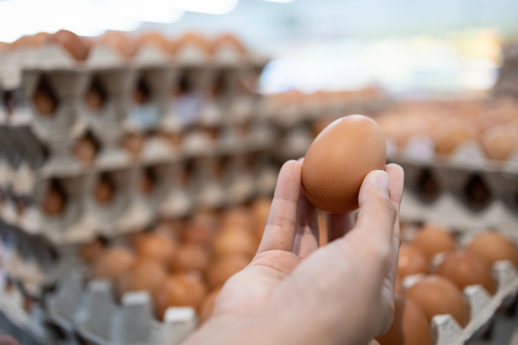 Govt To Restructure Chicken Egg Subsidies Starting August 1