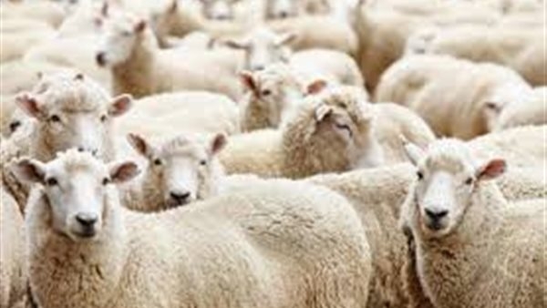 ما حكم أخذ قرض من البنك لشراء الأضحية؟.. دار الإفتاء توضح