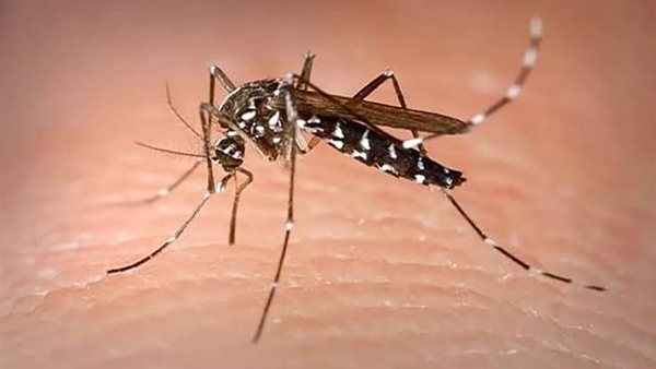 الولايات المتحدة تطلق بعوضًا معدلًا وراثيًا لمنع تفشي فيروسي حمى الضنك وزيكا