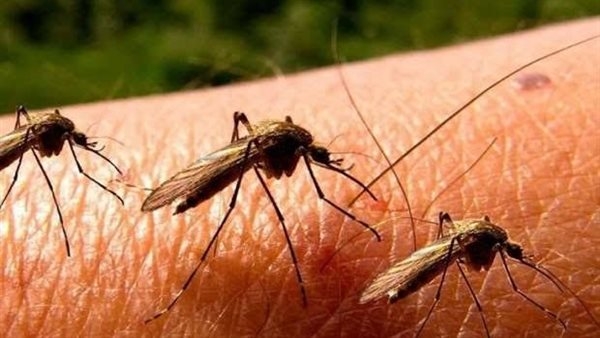 المملكة المتحدة تكتشف فيروس غرب النيل لأول مرة في البعوض