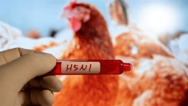 أبرزها المكسيك.. دول توقف استيراد الدواجن من البرازيل بعد تفشي إنفلونزا الطيور