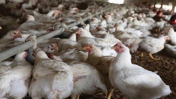 خبراء يحذرون: إنفلونزا الطيور تشكل خطرًا على صحة الإنسان