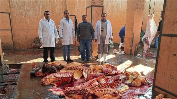 إعدام عجل جاموسي 600 كيلو مصاب بالسُل في سوهاج