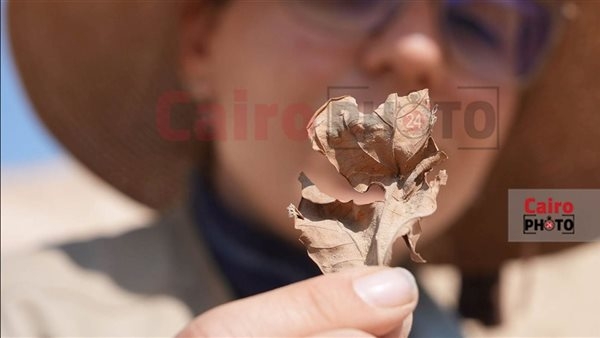 استُخدم كـ قرابين.. الصور الأولى لـ نبات بيرسيا المُكتشف بواسطة البعثة الإسبانية بالأقصر
