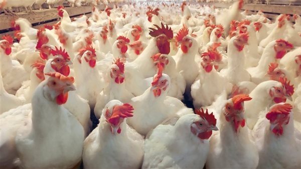 انخفاض أسعار الفراخ بالأسواق.. والكتكوت بـ 23 جنيهًا