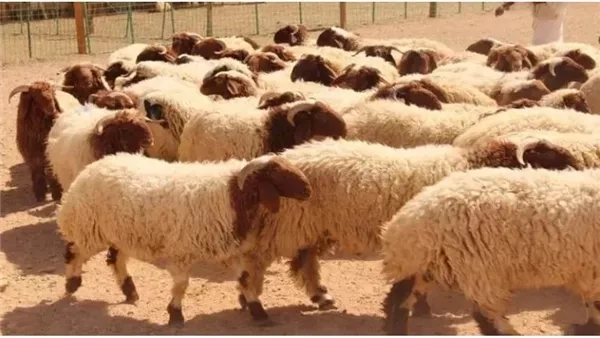 عيوب لا تجوز في الأضحية.. تعرف عليها