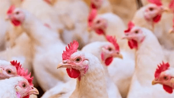شعبة الدواجن: السعر العادل لكيلو الفراخ 80 جنيهًا