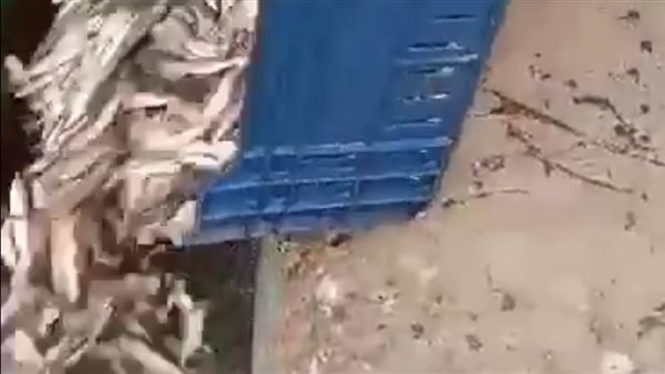 بعد إلقاء كميات كبيرة من الأسماك في مياه السويس: نقيب الصيادين يوضح السبب