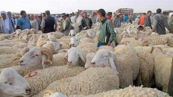 أسعار الأضاحي 2025.. سعر الخروف والعجل كامل وبالكيلو قائم حتى العيد