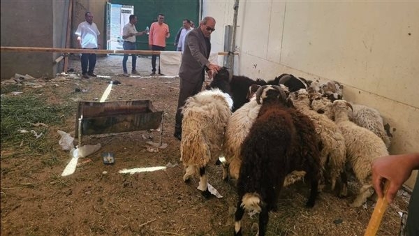 تموين الأقصر توفر لحوم خراف بأسعار مخفضة استعدادا لعيد الأضحى
