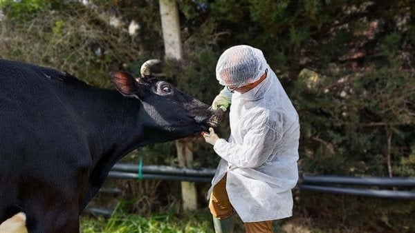 جنوب إفريقيا تكثف حملات التطعيم مع انتشار مرض الحمى القلاعية