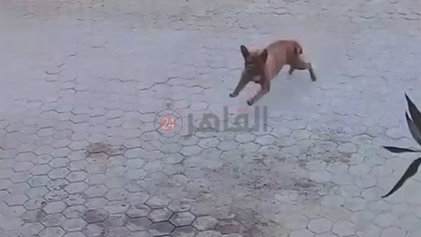 رجل أعمال يقاضي مدير بنك شهير: أطلق كلب ماستيف على زوجتي وهددني بالقتل
