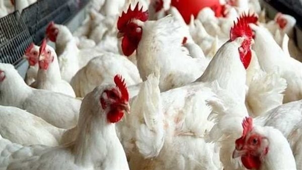 كيلو الفراخ البيضاء بـ 68 جنيهًا.. أسعار الدواجن اليوم السبت 21 يونيو 2025
