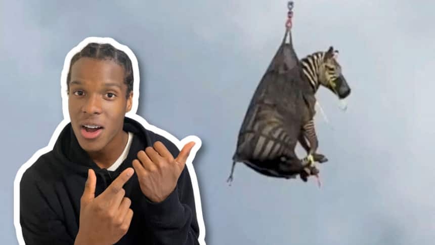 WATCH — How Ed the zebra got loose and became a meme