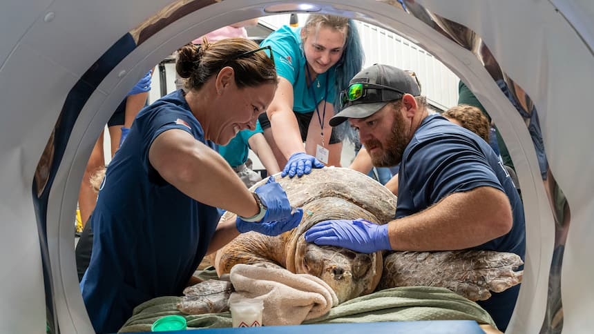 Vets find surprise while trying to save endangered turtle hit by boat