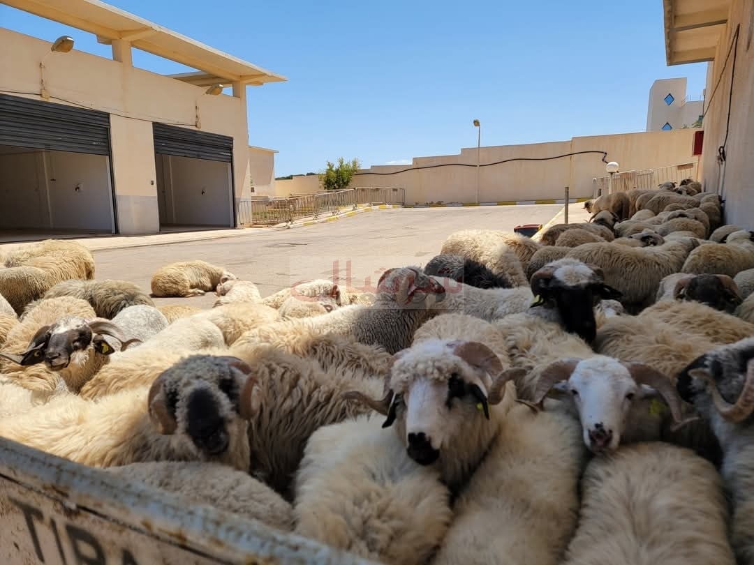 فيما لم تعلن الجهات المعنية عن كيفية بيعها للمواطنين: الكباش المستوردة بولاية تيبازة لمن استطاع الوصول إليها!