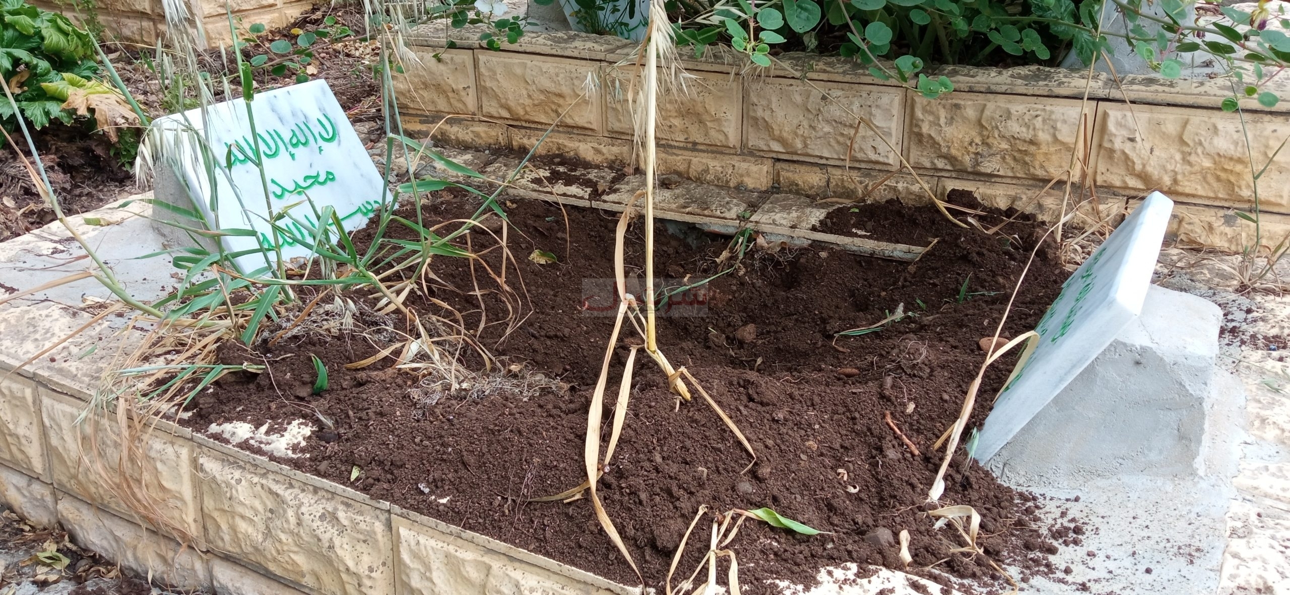السّكان يطالبون بإعادة النّظر في جدرانها: 'خنازير' تقتحم مقبرة شرشال وتعبث بالقبور