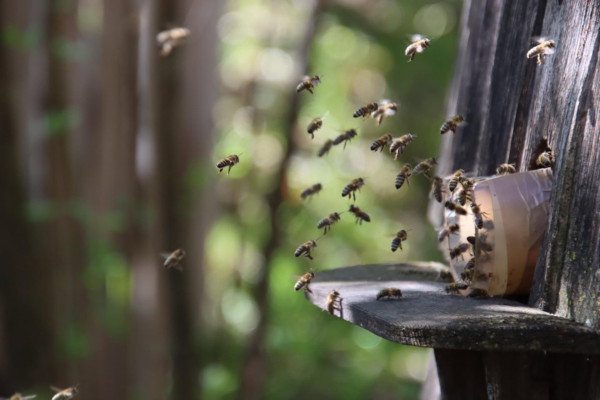 WATCH Bee therapy creates a buzz in Hillcrest