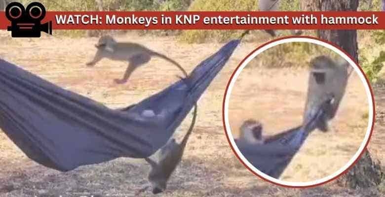 KNP: Monkey business in Satara Rest Camp
