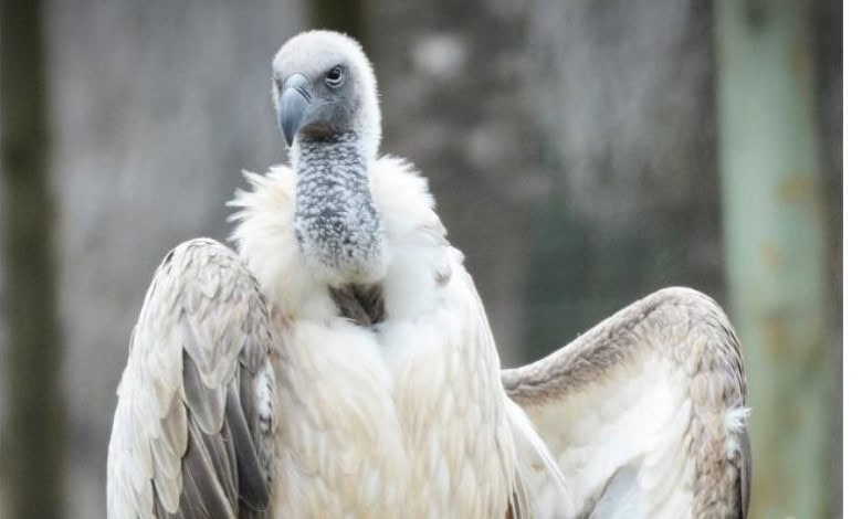 Mass vulture poisonings spark ecological crisis in the Lowveld