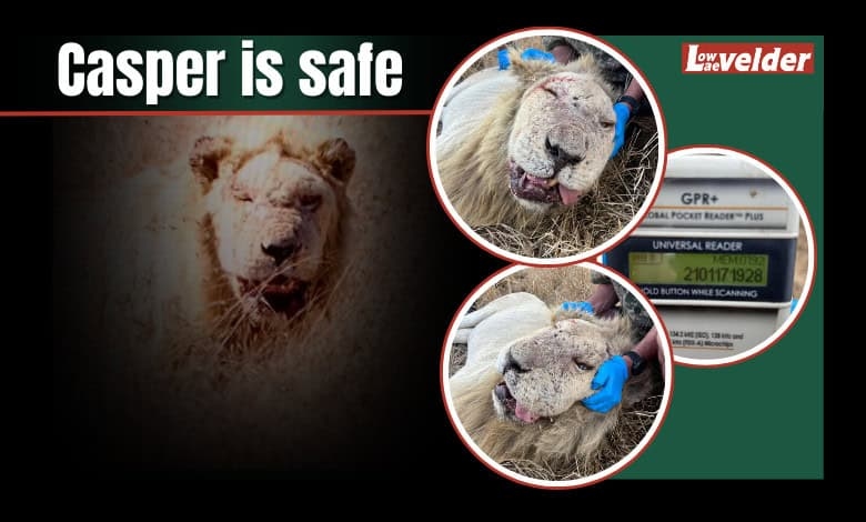 UPDATE: Casper the white lion is roaring well and free of anthrax