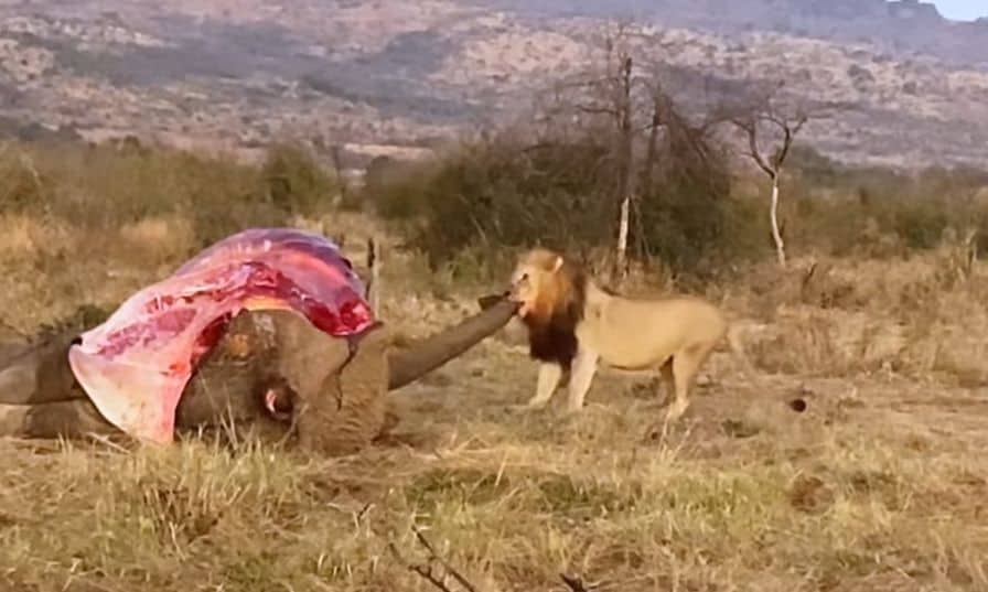 Watch: Hopeful Pilanesberg lion tries to haul whole elephant by trunk