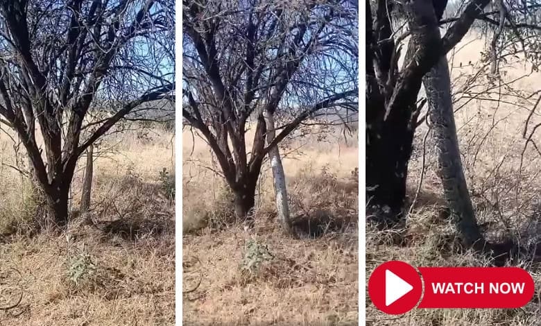 Watch: Farmer, citizens react in true SA-fashion as python climbs tree