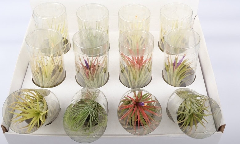 Tantalising Tillandsia!