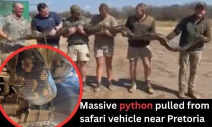 Watch: Python stuns safari staff in surprise under-car hideout near Pretoria