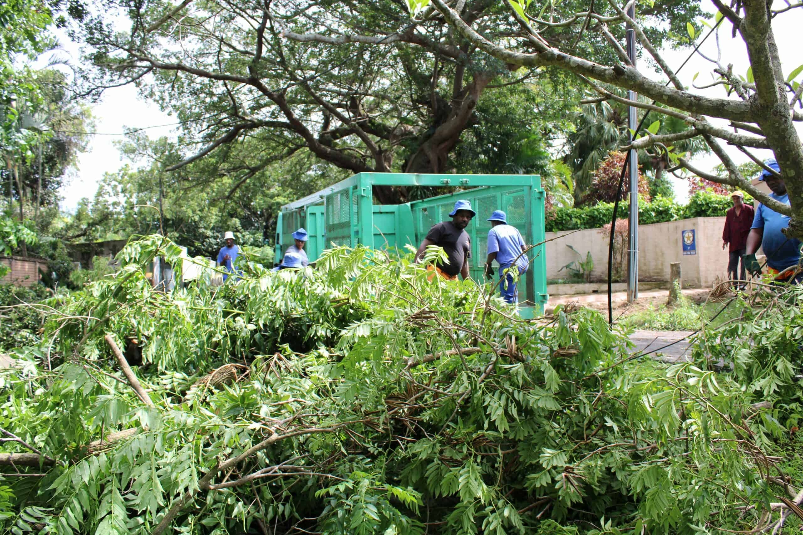 City comments on tree complaints north of Durban