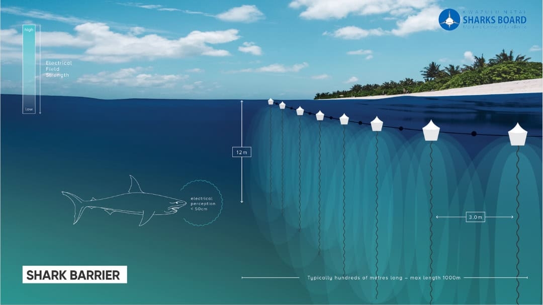 New barrier system to replace shark nets along KZN coastline